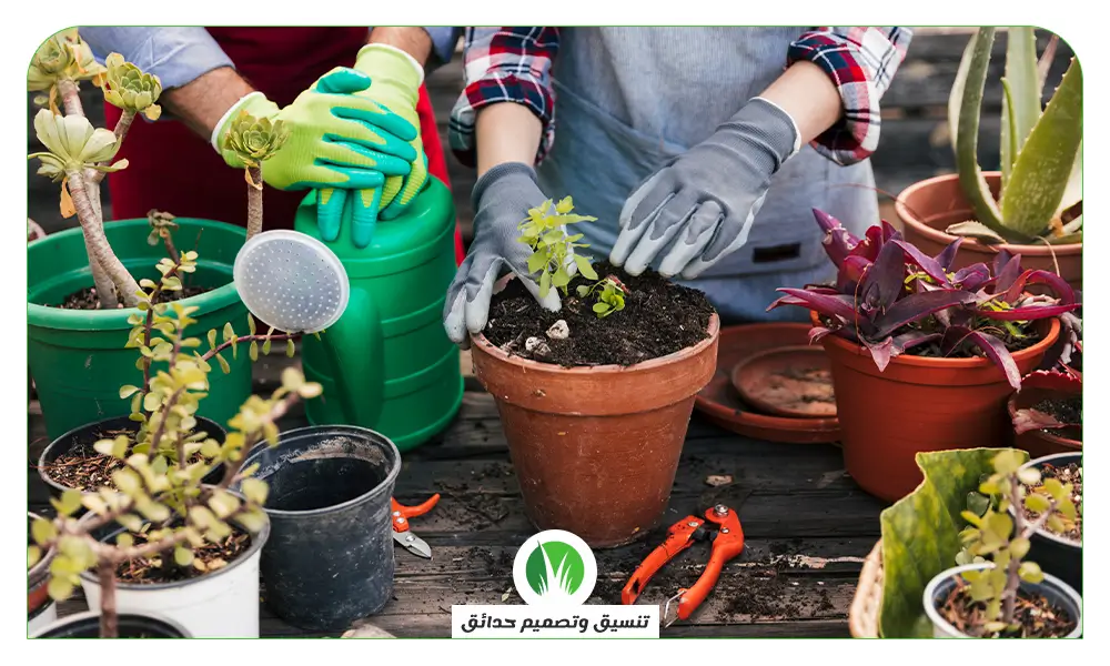 تصميم حديقة منزل تصميم حديقة منزل